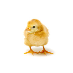 Chicks isolated on white