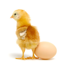 Fototapeta premium chick and egg isolated on a white
