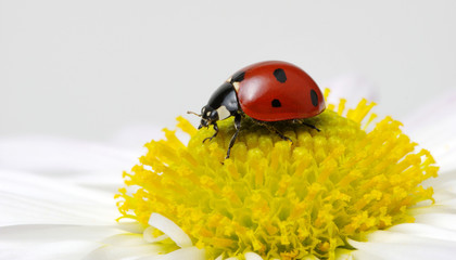 Ladybug on chamomiles