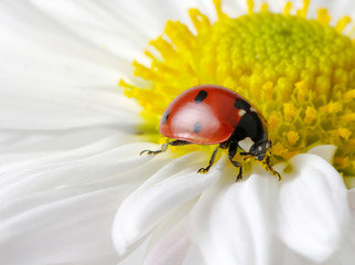 Ladybug on a flower