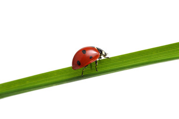 Ladybug on grass