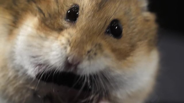 Hamster tries to pouch treat macro slow motion