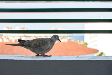 turtledove perched on the green fence of a terrace. With the roofs of the city in the background.