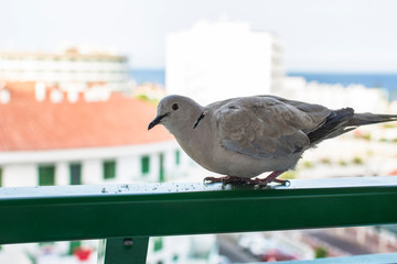 Turtledove perched on the railing of a terrace.