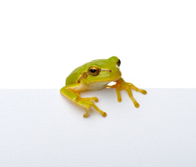 Green frog and text message.