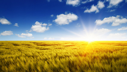 Fototapeta premium Wheat field and sun
