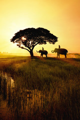 elephant silhouette in field