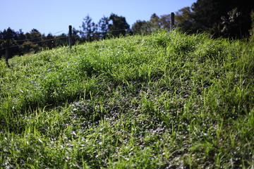 Obraz premium 青草