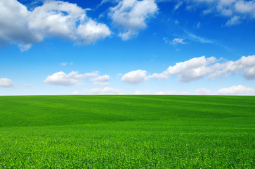 Field and blue sky with white clouds