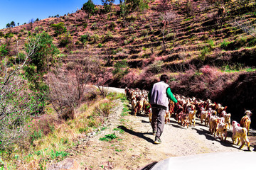 shepherd on his way to Kullu , Himachal Pradesh , india 