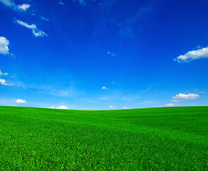 Field and blue sky with white clouds