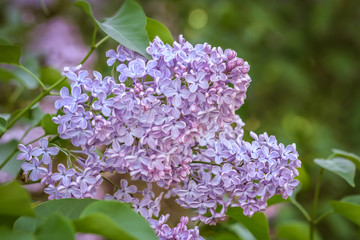 Fototapeta na wymiar Close up of purple lilac flowers on a green bush in the garden. Macro photo with shallow depth of field.