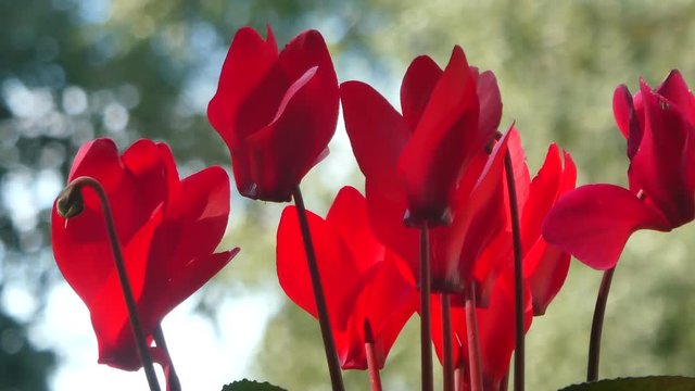 Closeup of red cyclamens