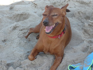 cane