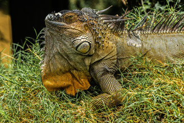 Fototapeta premium Costa Rica iguana bridge
