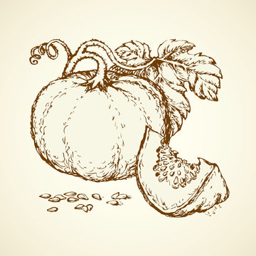 Piece of pumpkin. Vector drawing