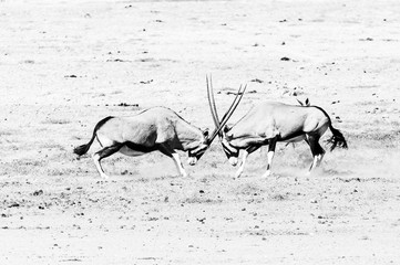 Two oryx fighting. Monochrome