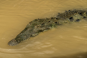 Costa Rica crocodile feeding rio tarcoles