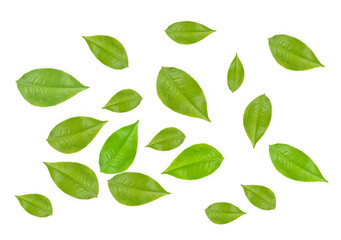 Fototapeta na wymiar tea leaves on white background
