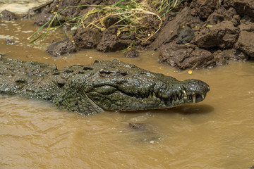 Costa Rica crocodile feeding rio tarcoles