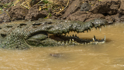 Costa Rica crocodile feeding rio tarcoles