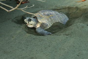 Costa Rica corcovado turtle nesting eggs on the beach