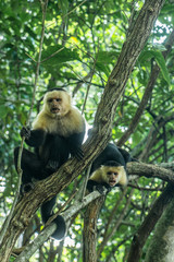 Naklejka premium Costa Rica corcovado Capuchin monkey