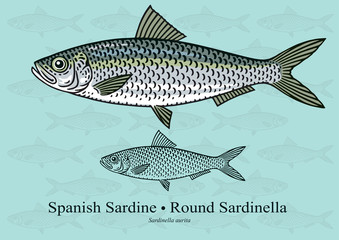 Spanish (Round) Sardine. Vector illustration with refined details and optimized stroke that allows the image to be used in small sizes (in packaging design, decoration, educational graphics, etc.)