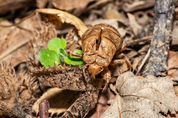Image of an insect shell exoskeleton