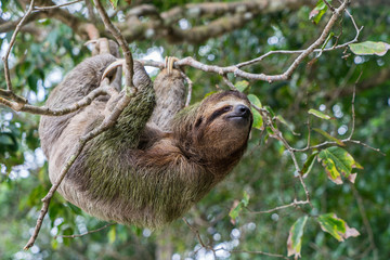 Costa Rica sloth hanging tree three-thoed sloth