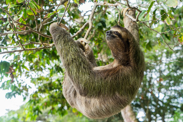 Costa Rica sloth hanging tree three-thoed sloth © EnricoPescantini