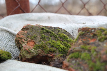 green moss in a garden