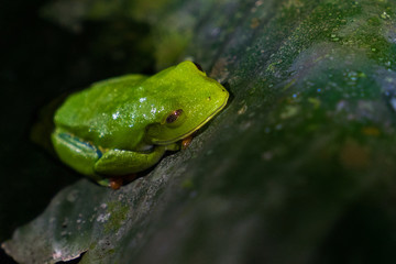 Costa Rica green frog night safari