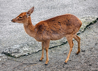 Eld`s deer female also known as the thamin or brow-antlered deer. Latin name - Panolia eldii