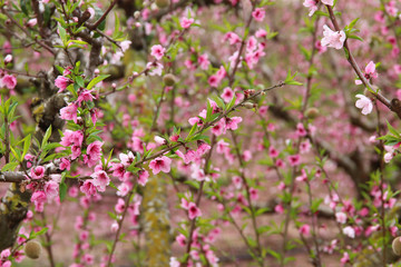 background of spring blossom tree with pink beautiful flowers. selective focus