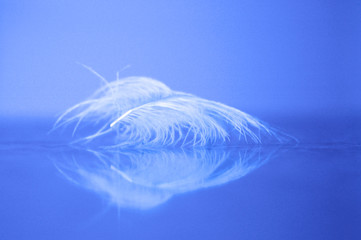 Light White Feather Delicate Soft