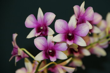 Fototapeta na wymiar white-purple orchids on a dark background