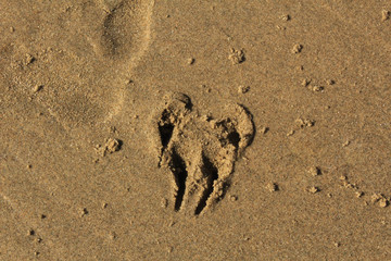 dog paw heart in sand