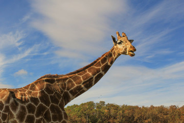 giraffe at wildlife safari