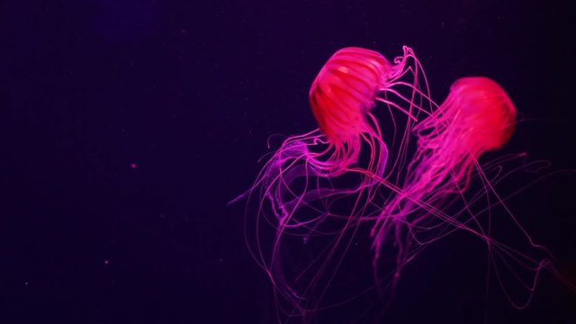 Phosphoreszenz Bilder Durchsuchen 10,796 Archivfotos,