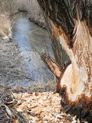 Schaden an Baum durch Biber an der Wulka