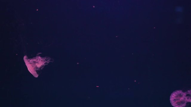 Shiny jellyfish swims in an aquarium, Blue water, Background, transparent jellyfish underwater footage. Wallpaper underwater sea.