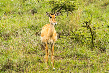 female bush guib in the savannah of Nairobi