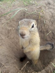 prairie dog