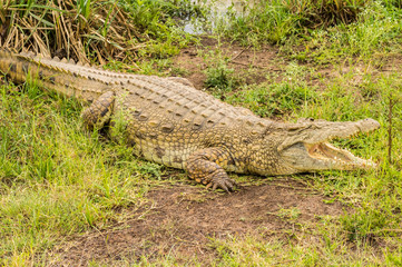 Crocodile mouth open in Nairobi park