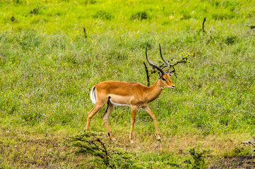 Male Impala in the savannah of Nairobi Park