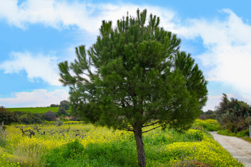 Fototapeta premium Countryside Panorama in spring, Calabrian pine (Pinus brutia) - Cyprus