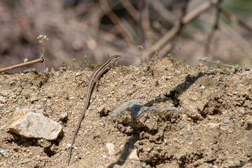 lizard