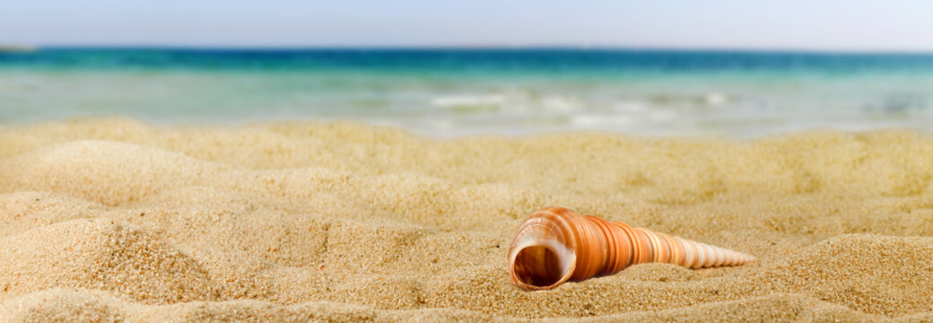 image of a sea shell on the sand against the sea