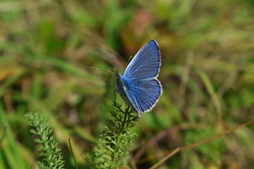 Blue butterfly perched on a green leaf . Green meadow , green grass .